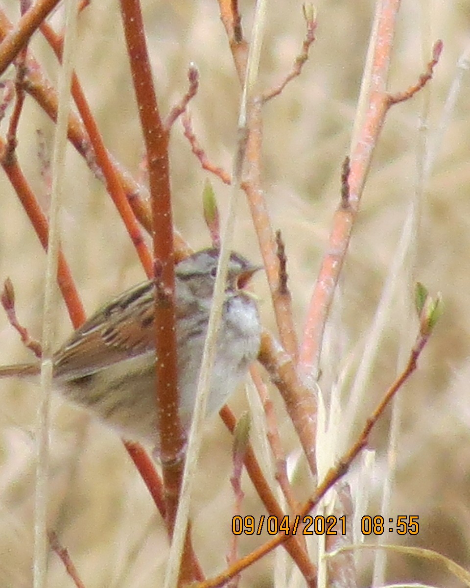 Swamp Sparrow - ML334382081