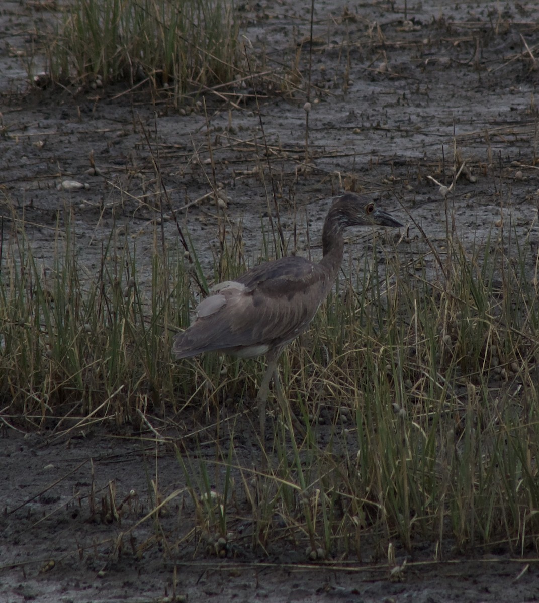 Yellow-crowned Night Heron - ML334382241