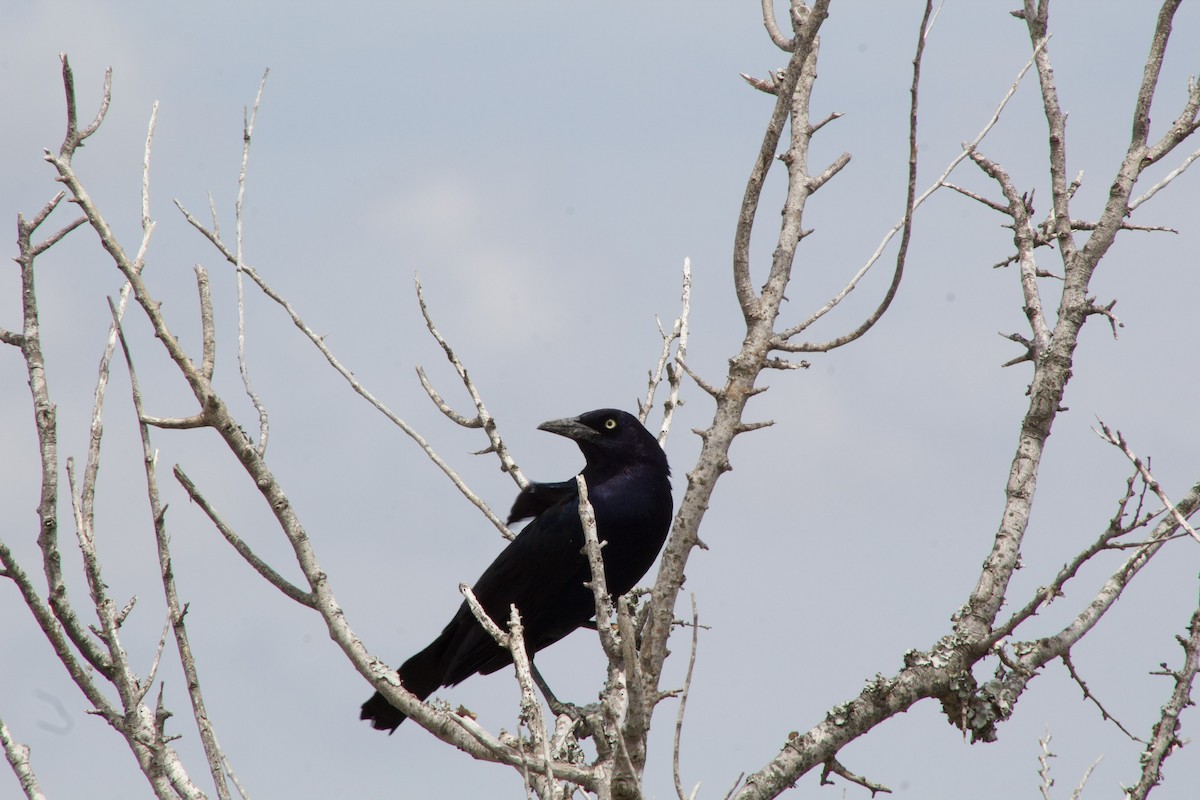 Boat-tailed Grackle - ML334382451