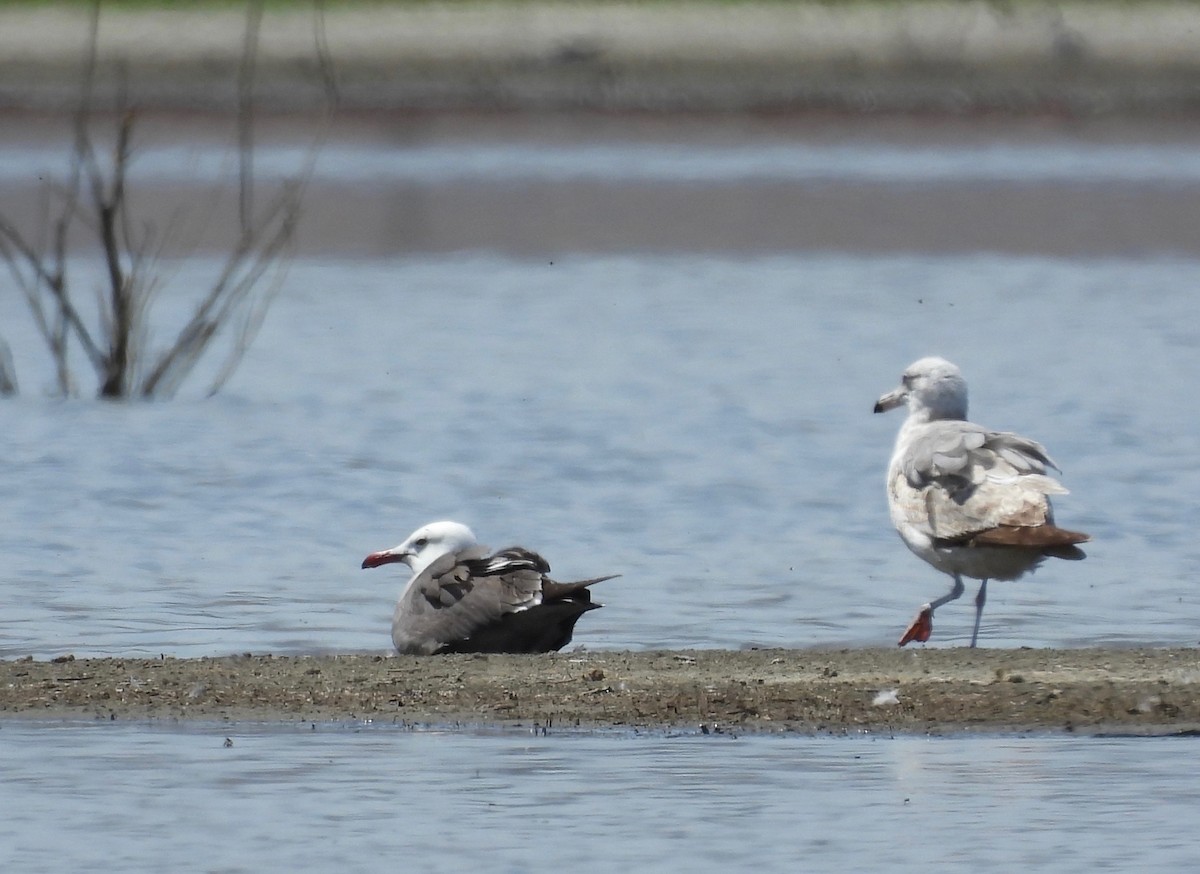 Heermann's Gull - ML334383121