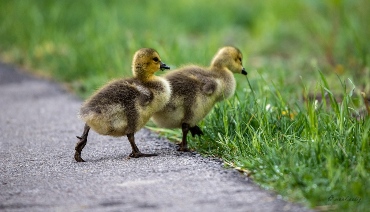 Казарка канадська - ML334384241