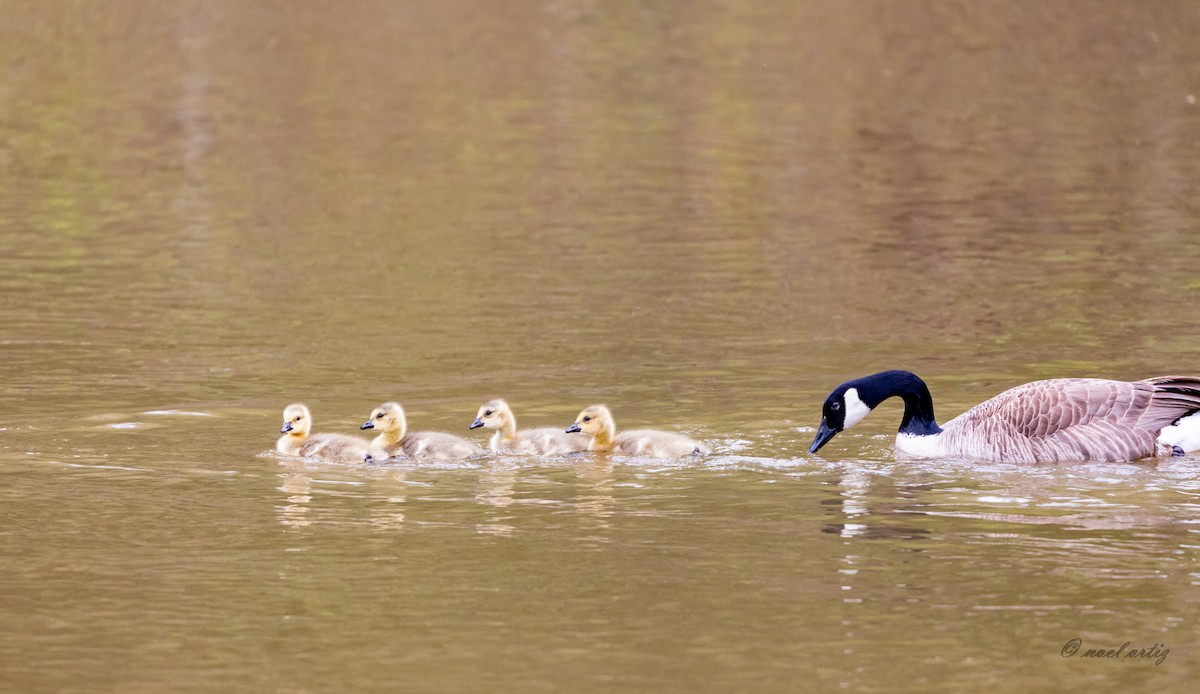 Казарка канадська - ML334384271