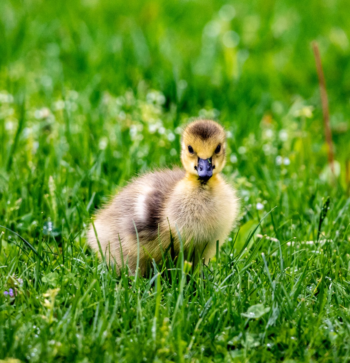 Казарка канадська - ML334384291