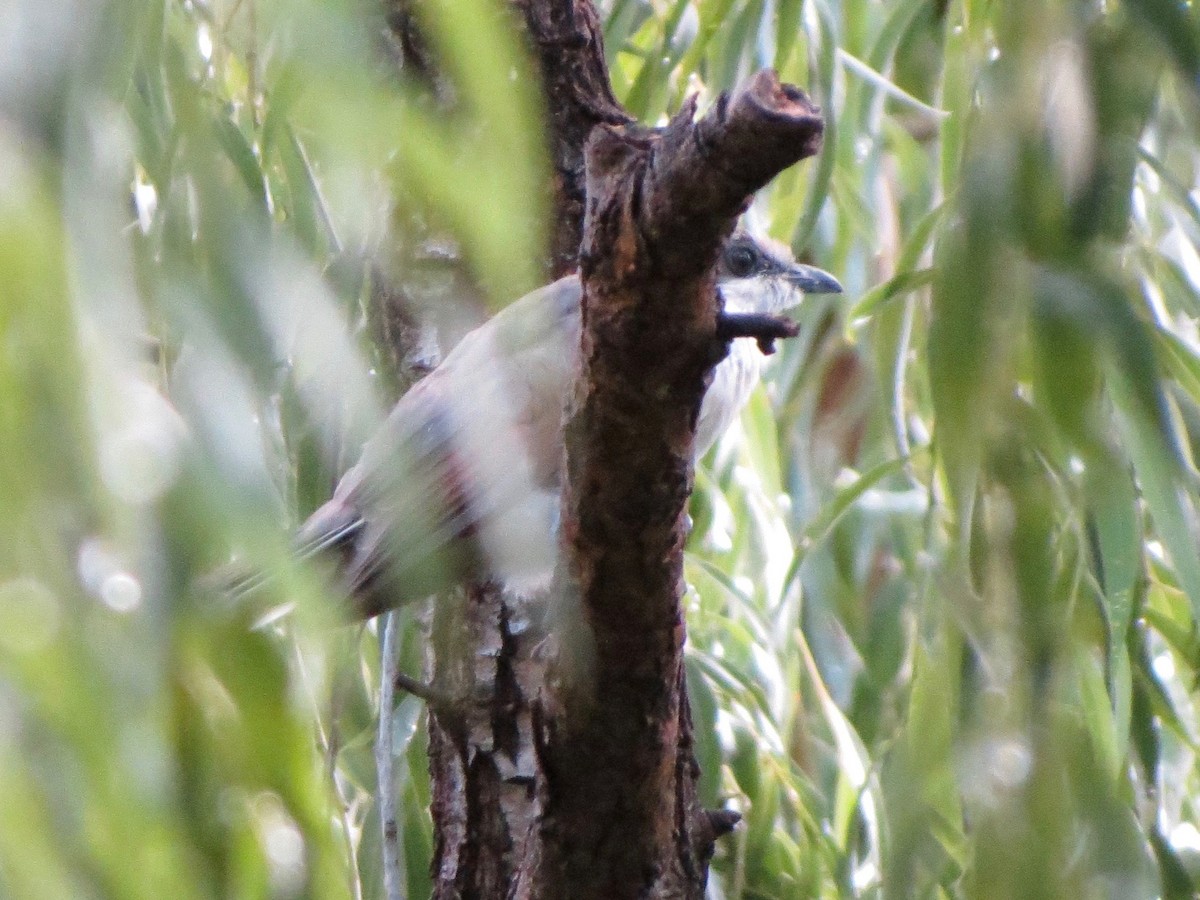 Yellow-billed Cuckoo - ML33438521