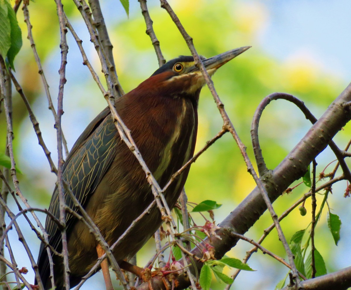 Green Heron - ML334386701