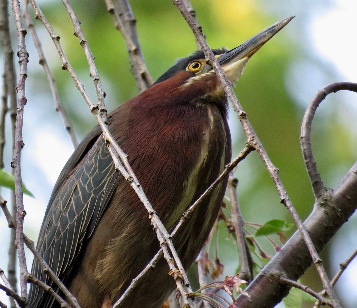 Green Heron - ML334386721