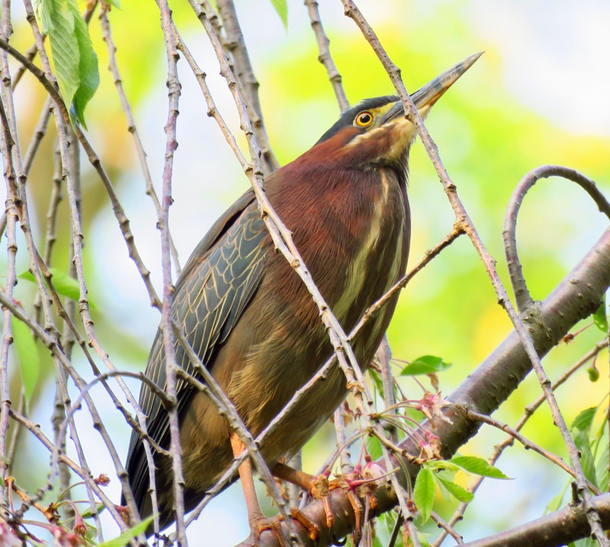 Green Heron - ML334386741