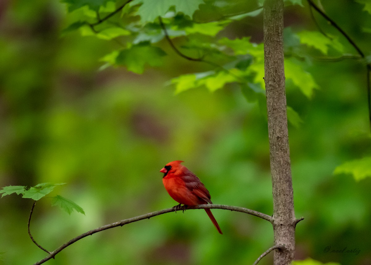 Кардинал червоний - ML334387471