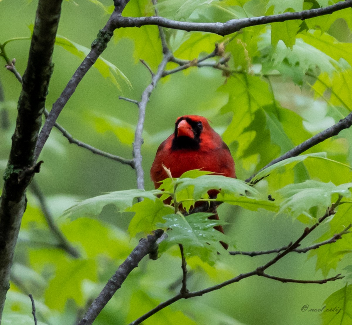 Кардинал червоний - ML334387501