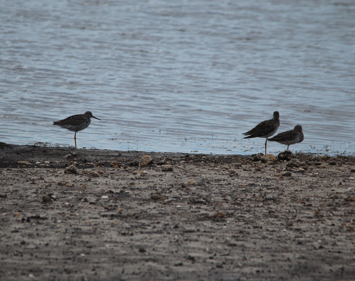 Greater Yellowlegs - ML334388231