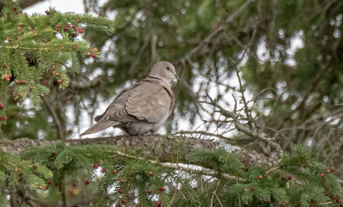 Eurasian Collared-Dove - ML334388431