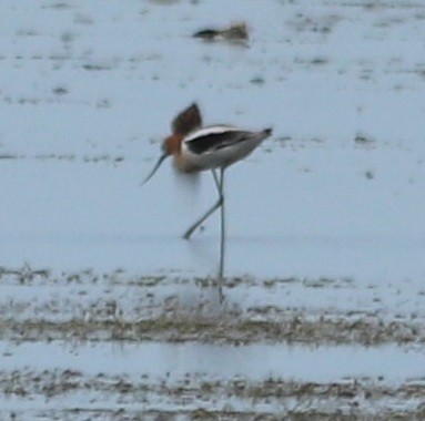 Avocette d'Amérique - ML334388831