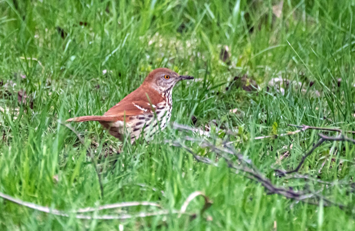 Brown Thrasher - ML334389841