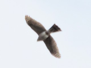 Northern Harrier - ML334390041