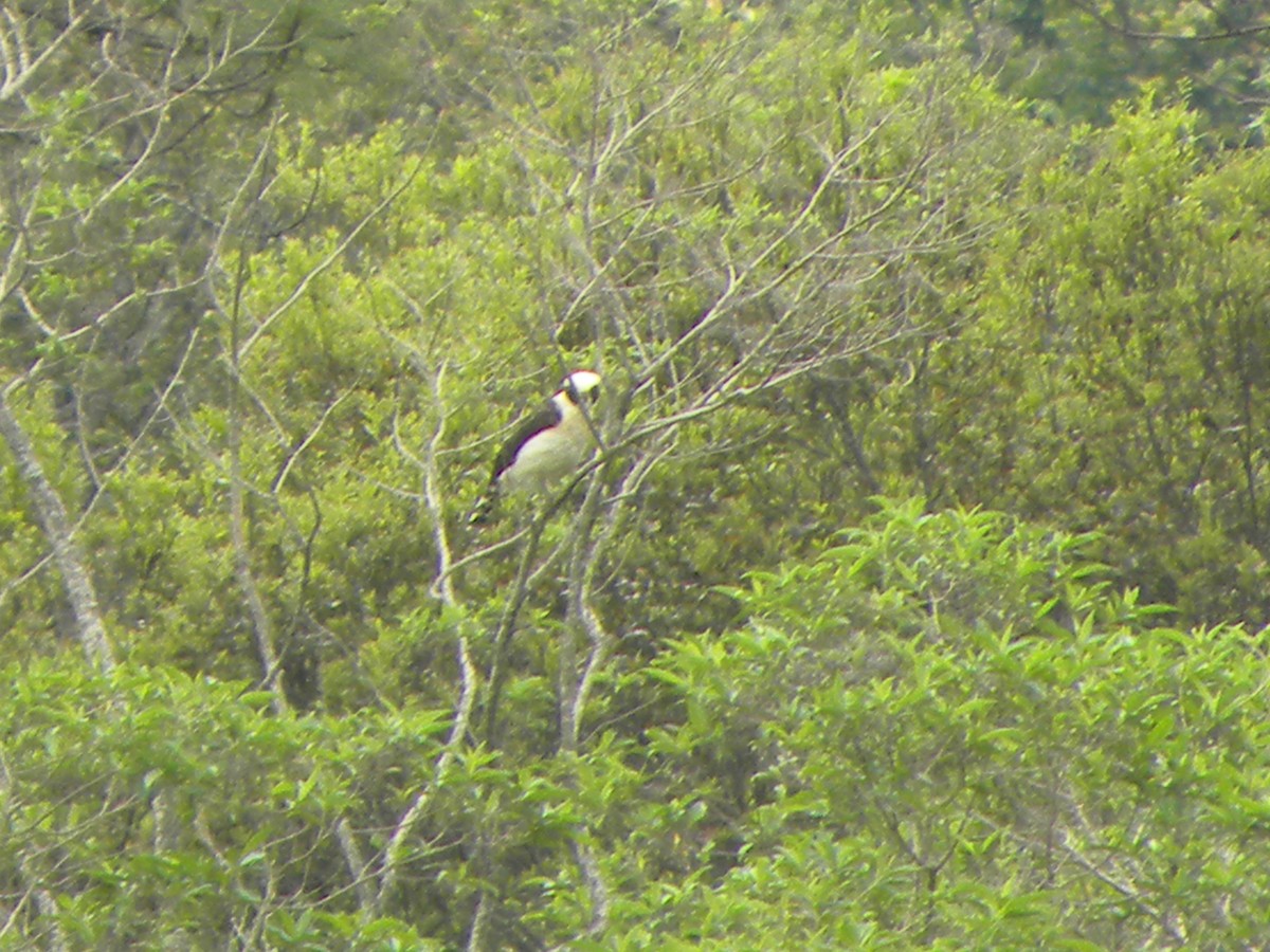 Laughing Falcon - ML334391491