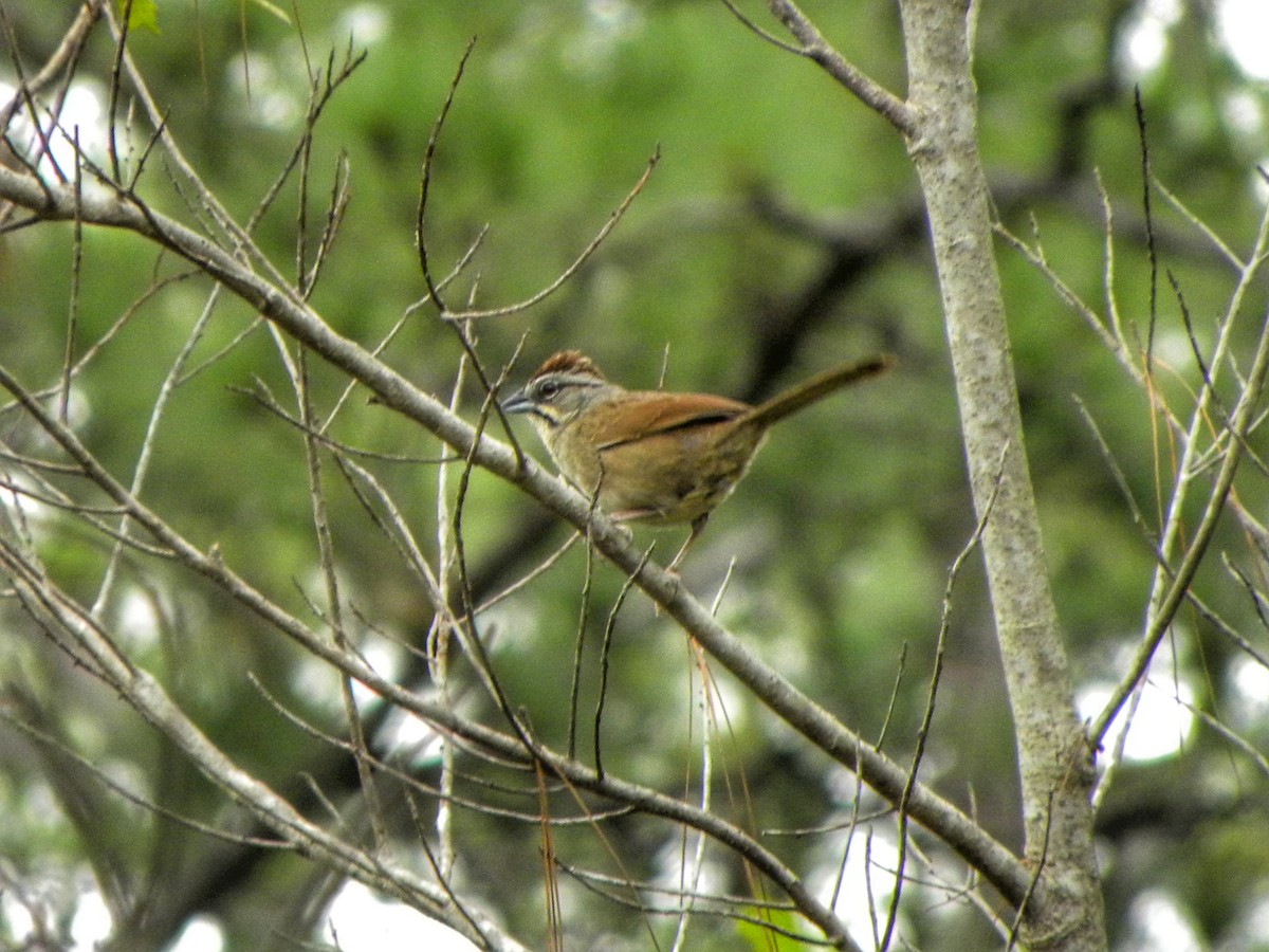 Rusty Sparrow - Kevin Serrano Serrano