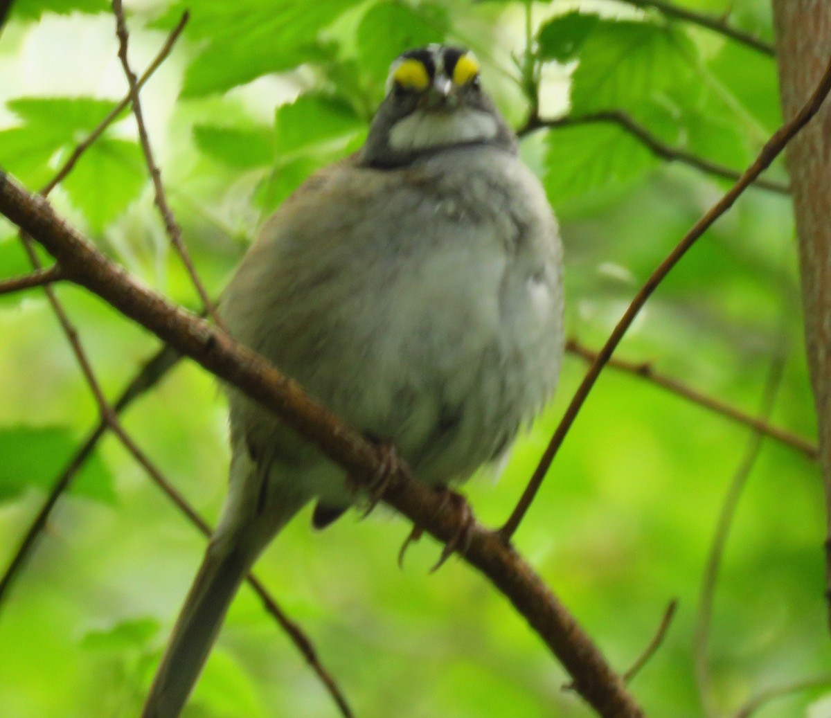 White-throated Sparrow - ML334393931