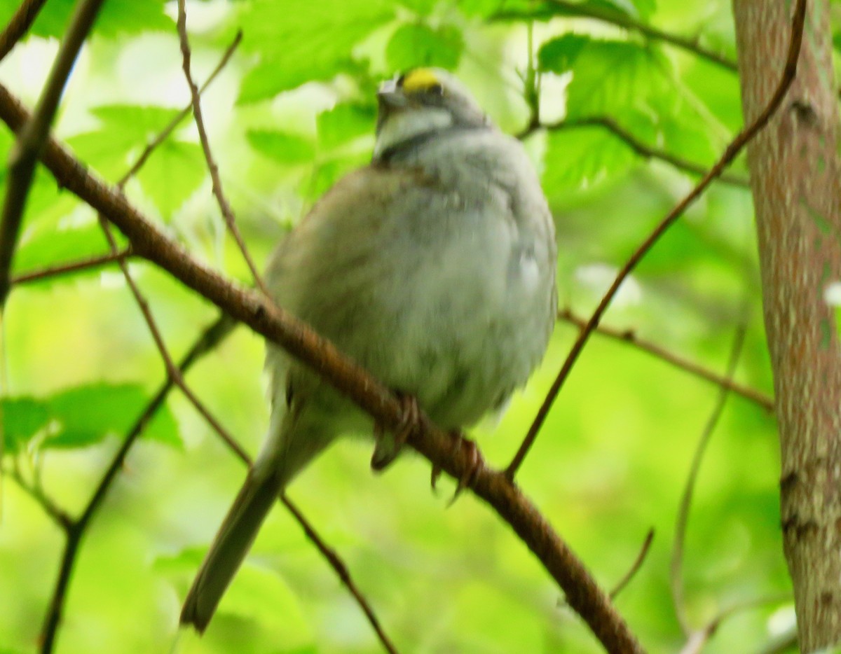 White-throated Sparrow - Randy Bumbury