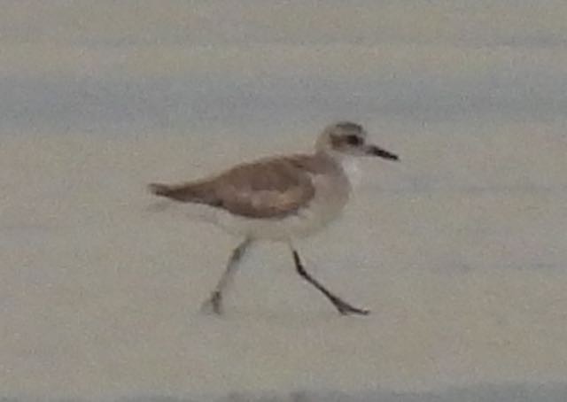 Black-bellied Plover - Vern Tunnell