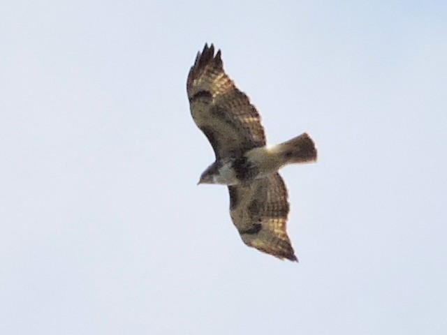 Red-tailed Hawk - Melody Walsh