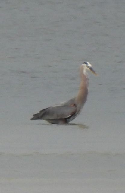 Great Blue Heron - Vern Tunnell