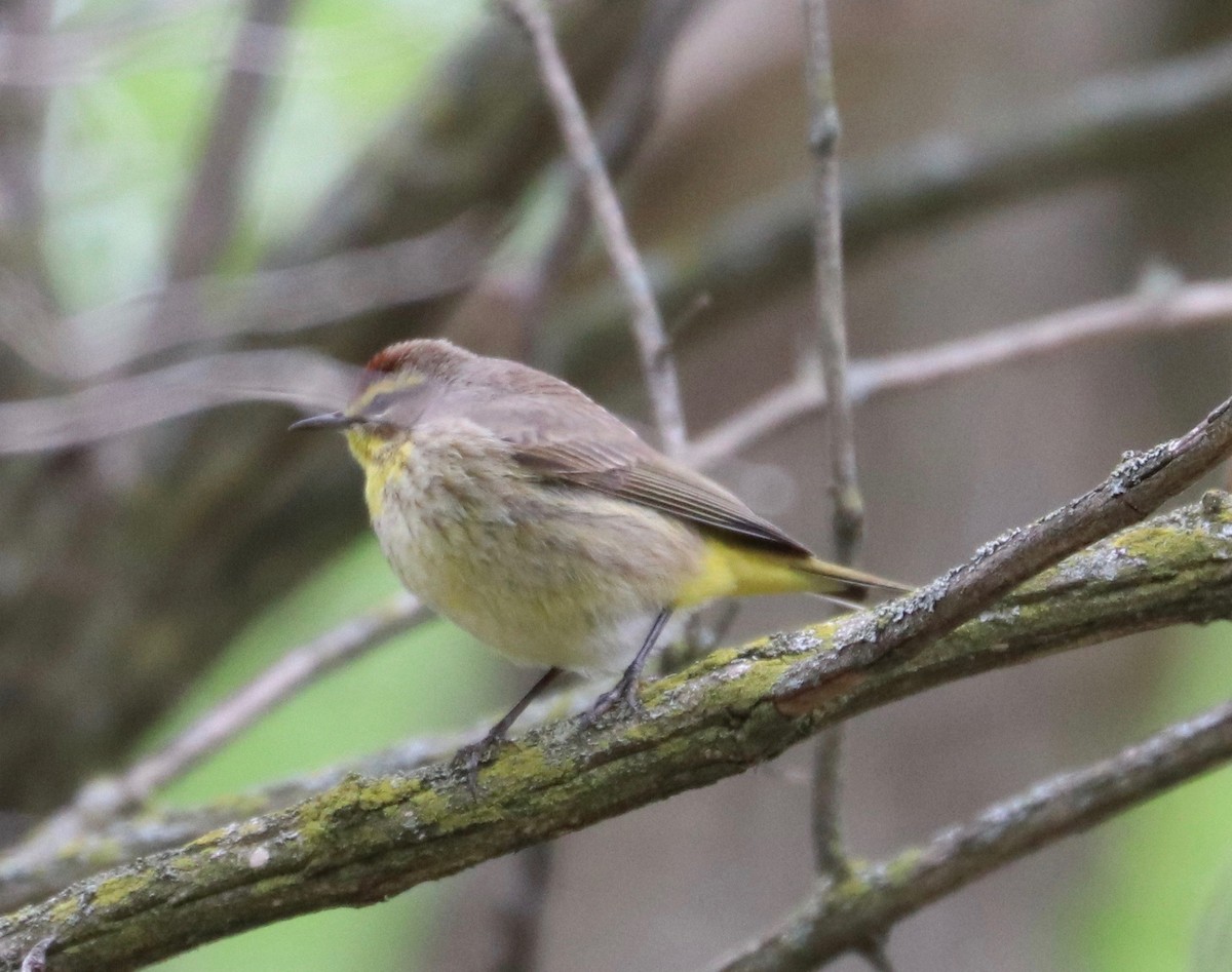 Palm Warbler - ML334396821