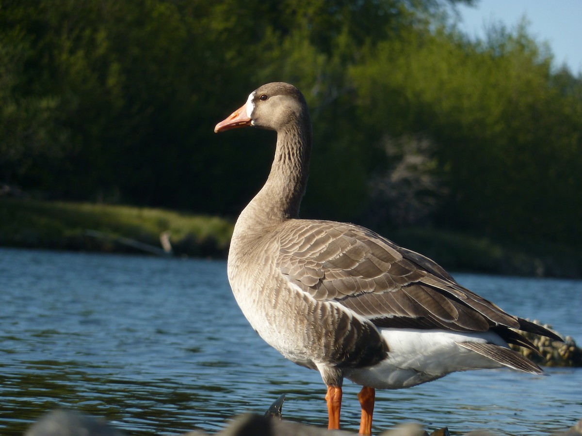 Greater White-fronted Goose - ML334398451