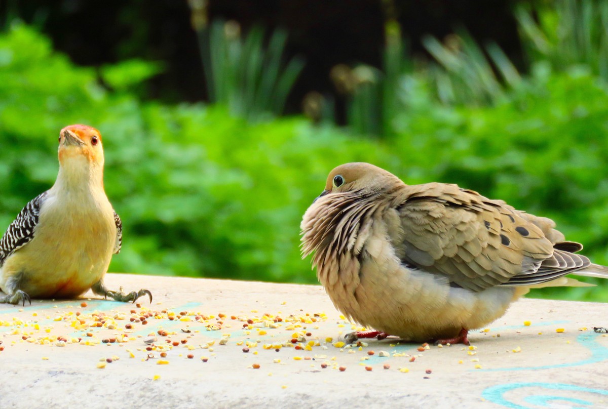 Mourning Dove - ML334398731