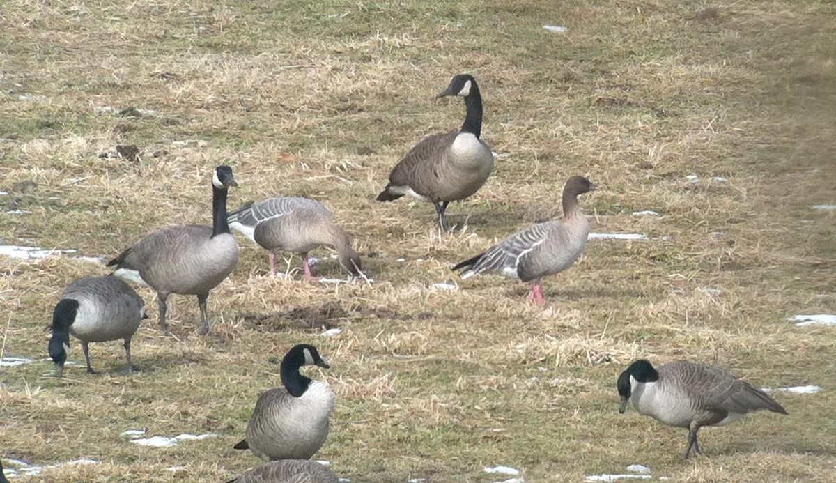 Pink-footed Goose - ML33439961