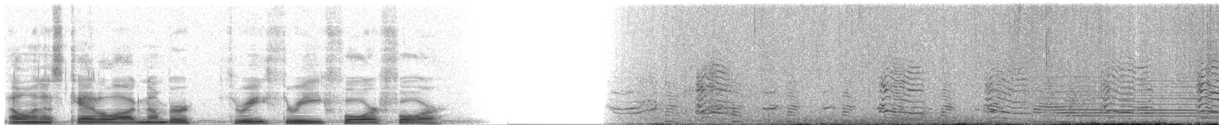 Kelp Gull (dominicanus) - ML3344