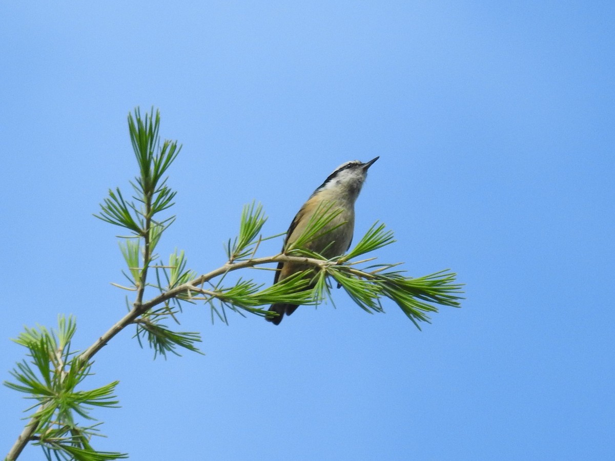 Red-breasted Nuthatch - ML334400041