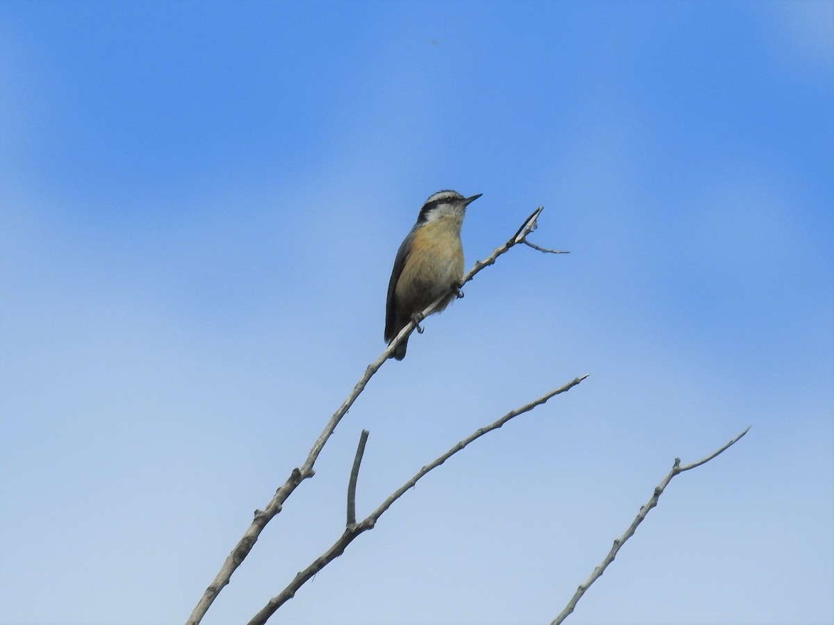 Red-breasted Nuthatch - ML334400061