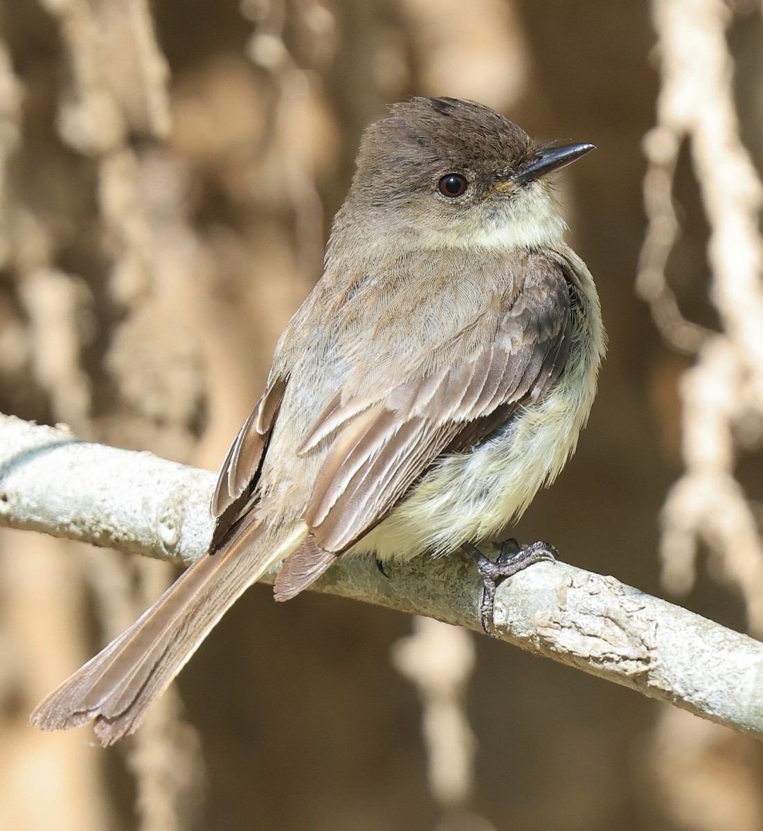Eastern Phoebe - ML334401101