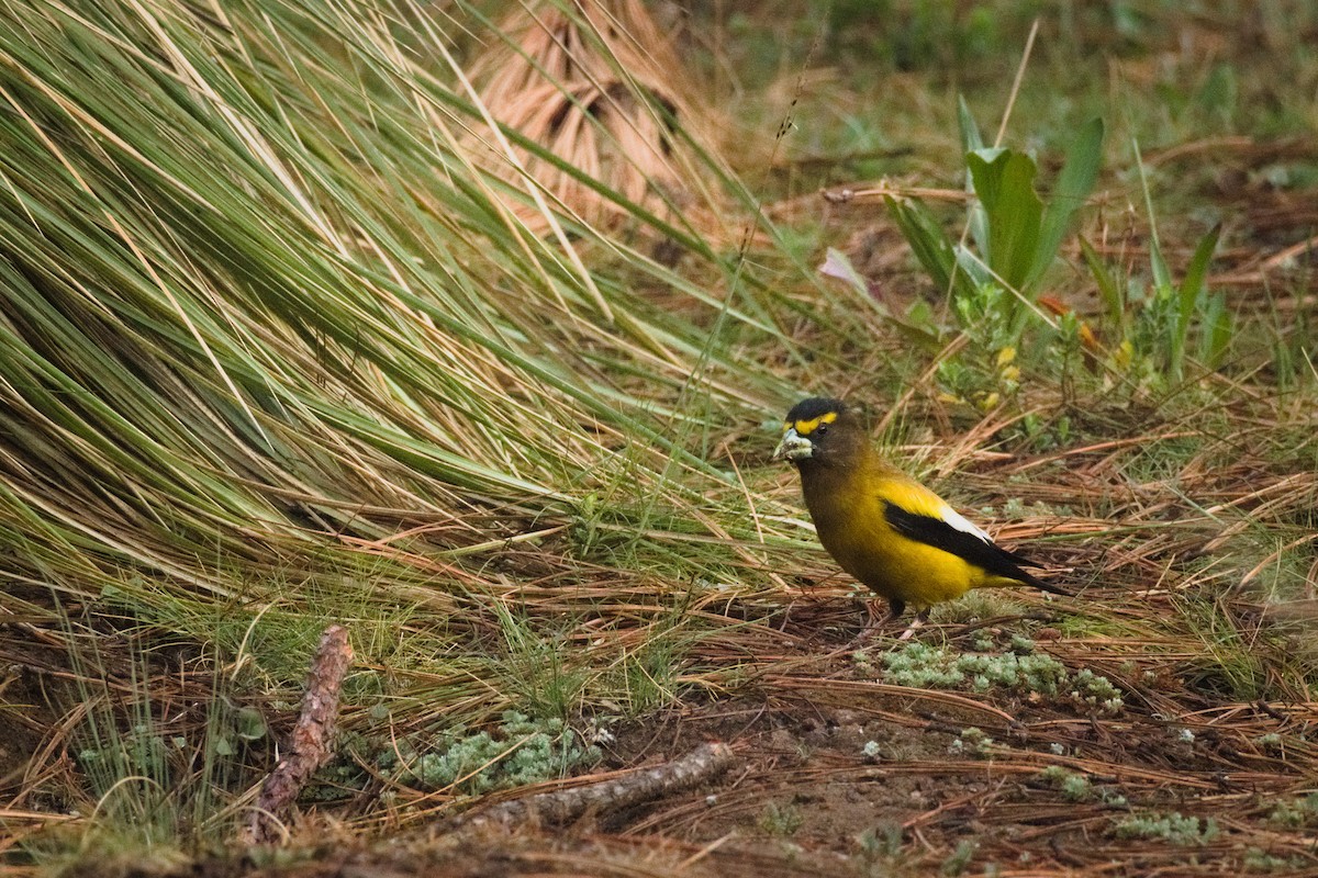 Evening Grosbeak (Mexican or type 5) - Alberto Lobato (El Chivizcoyo)