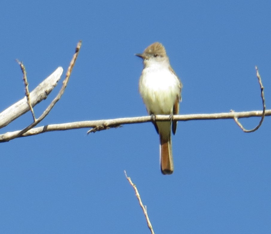 Ash-throated Flycatcher - ML334401401