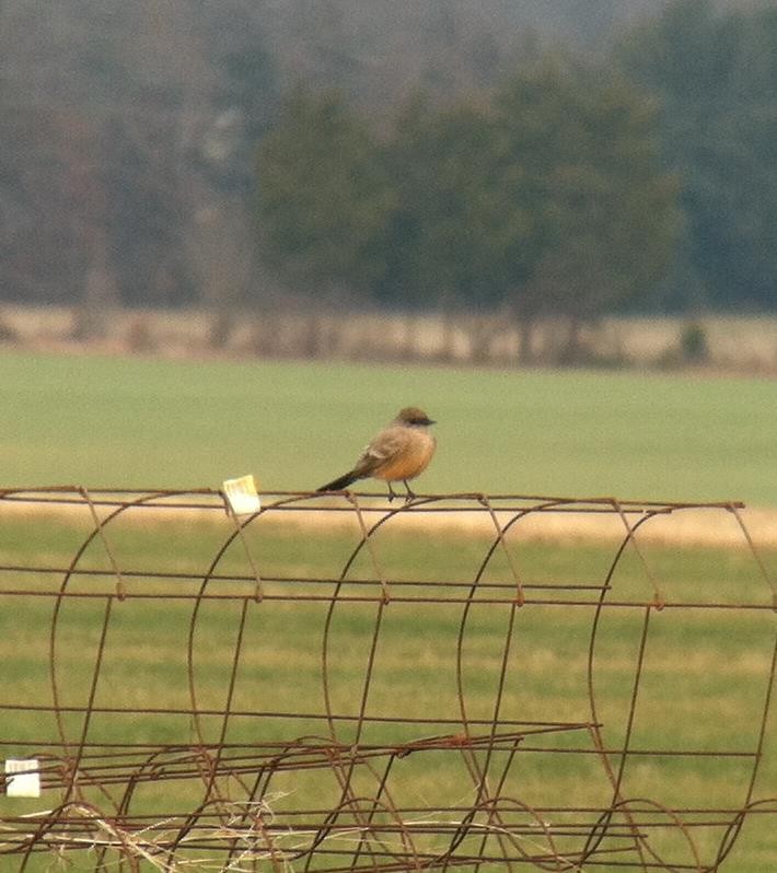 Say's Phoebe - ML33440161