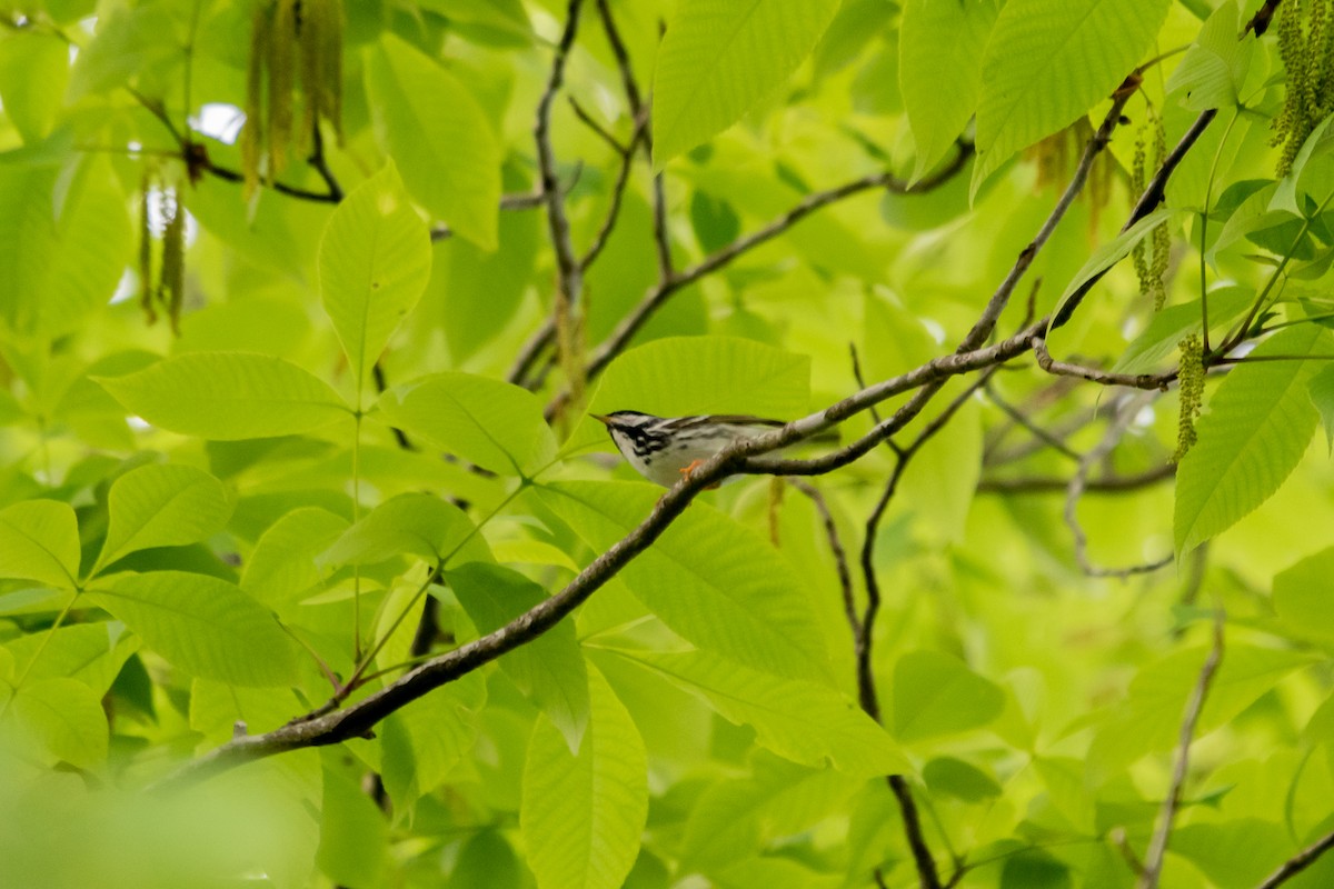 Blackpoll Warbler - Andrew Lydeard