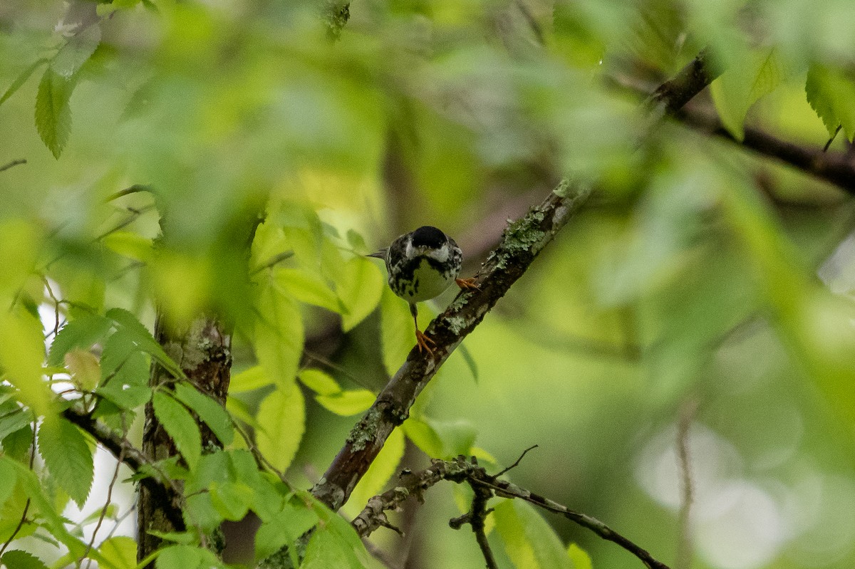 Blackpoll Warbler - ML334401861