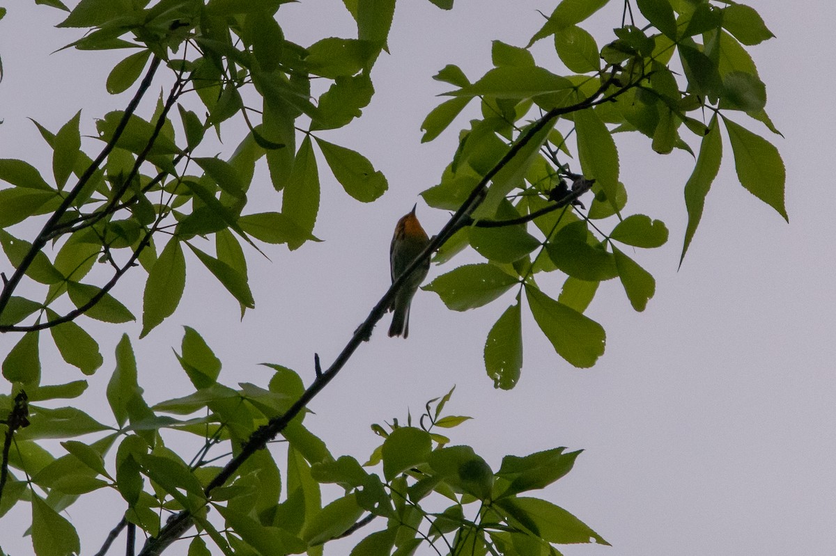 Blackburnian Warbler - ML334401911