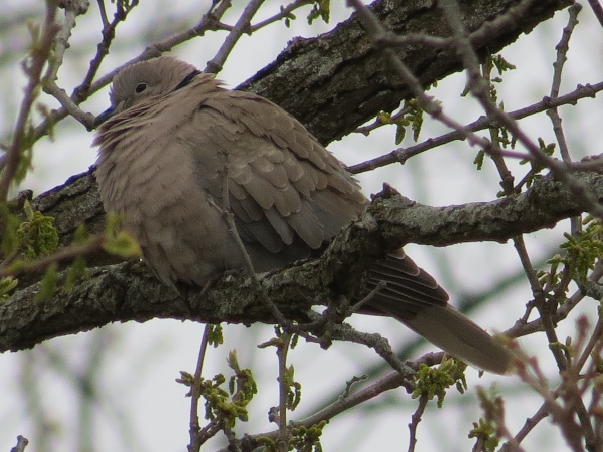 Eurasian Collared-Dove - ML334402641