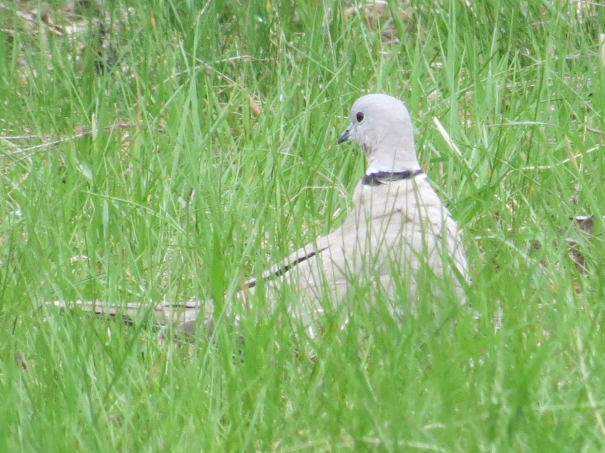 Eurasian Collared-Dove - ML334402661