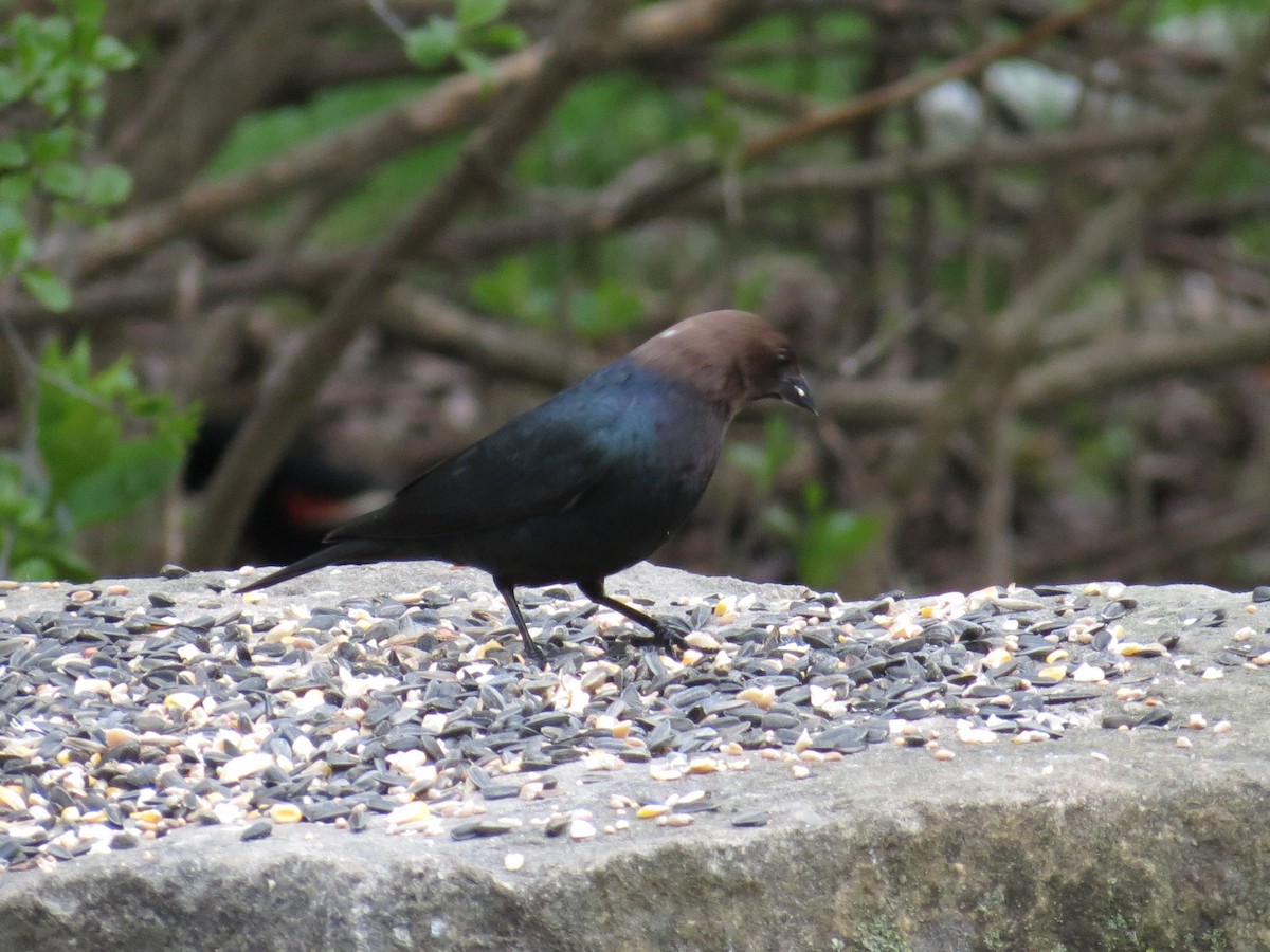 Brown-headed Cowbird - Martha Burchat