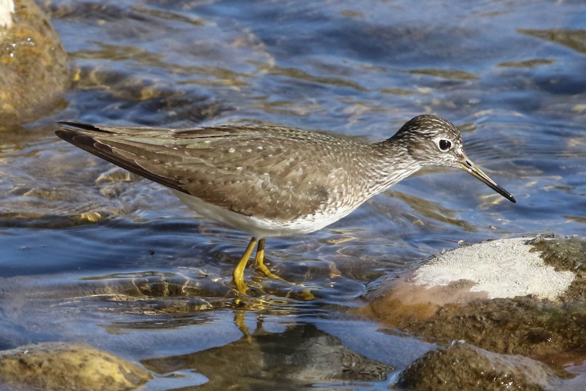 Solitary Sandpiper - ML334405981