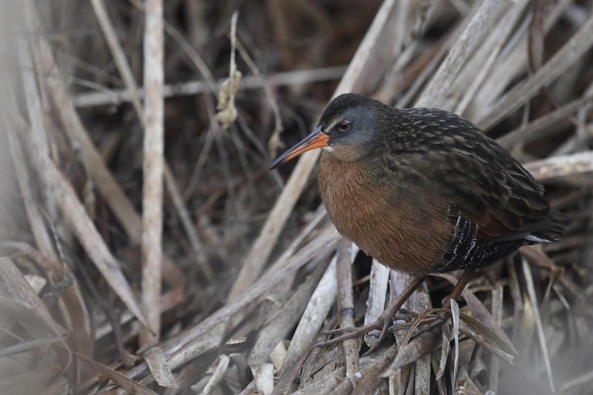 Virginia Rail - ML334407091