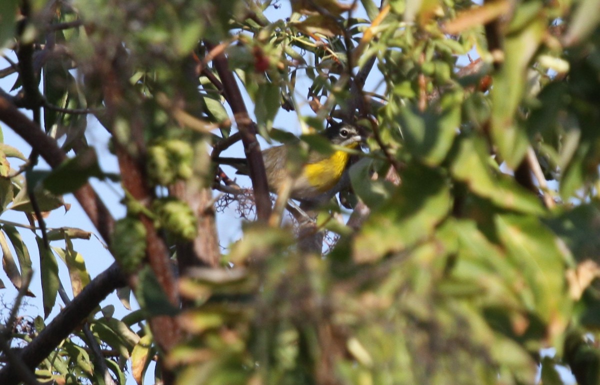 Yellow-breasted Chat - ML33440711