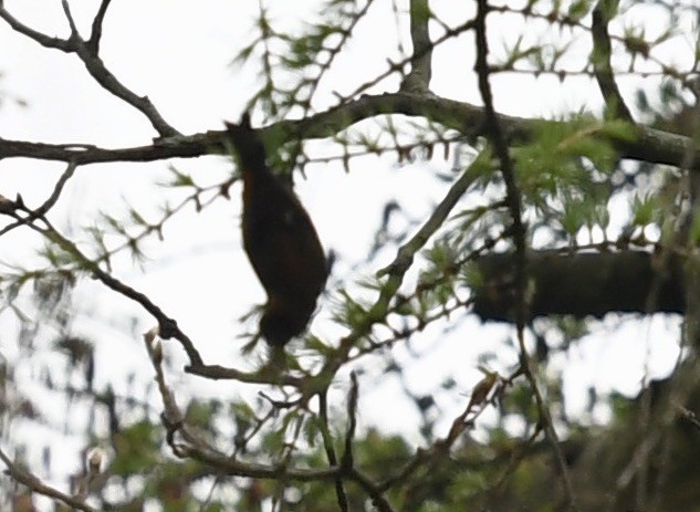 Red Crossbill - ML334408921