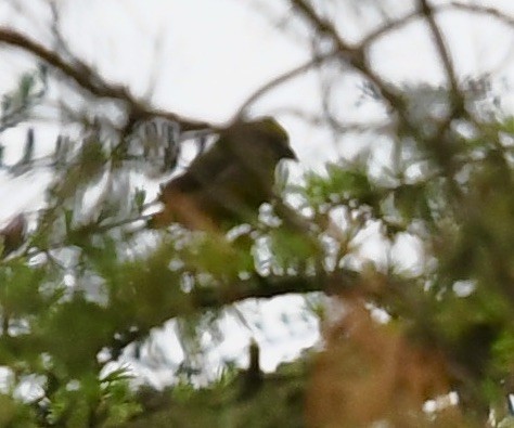 Red Crossbill - ML334408931