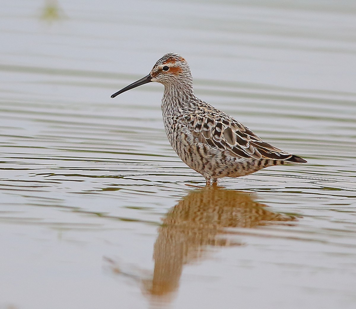 Stilt Sandpiper - Bala Chennupati