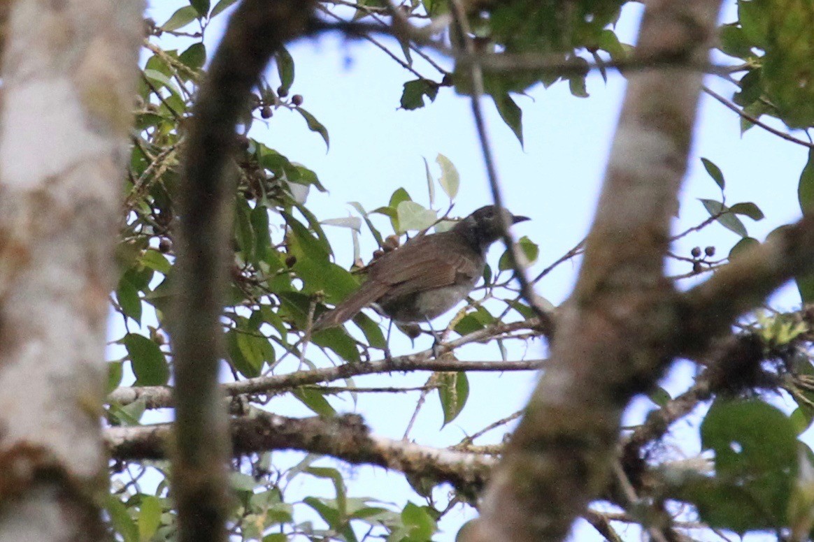 Marbled Honeyeater - ML33440961