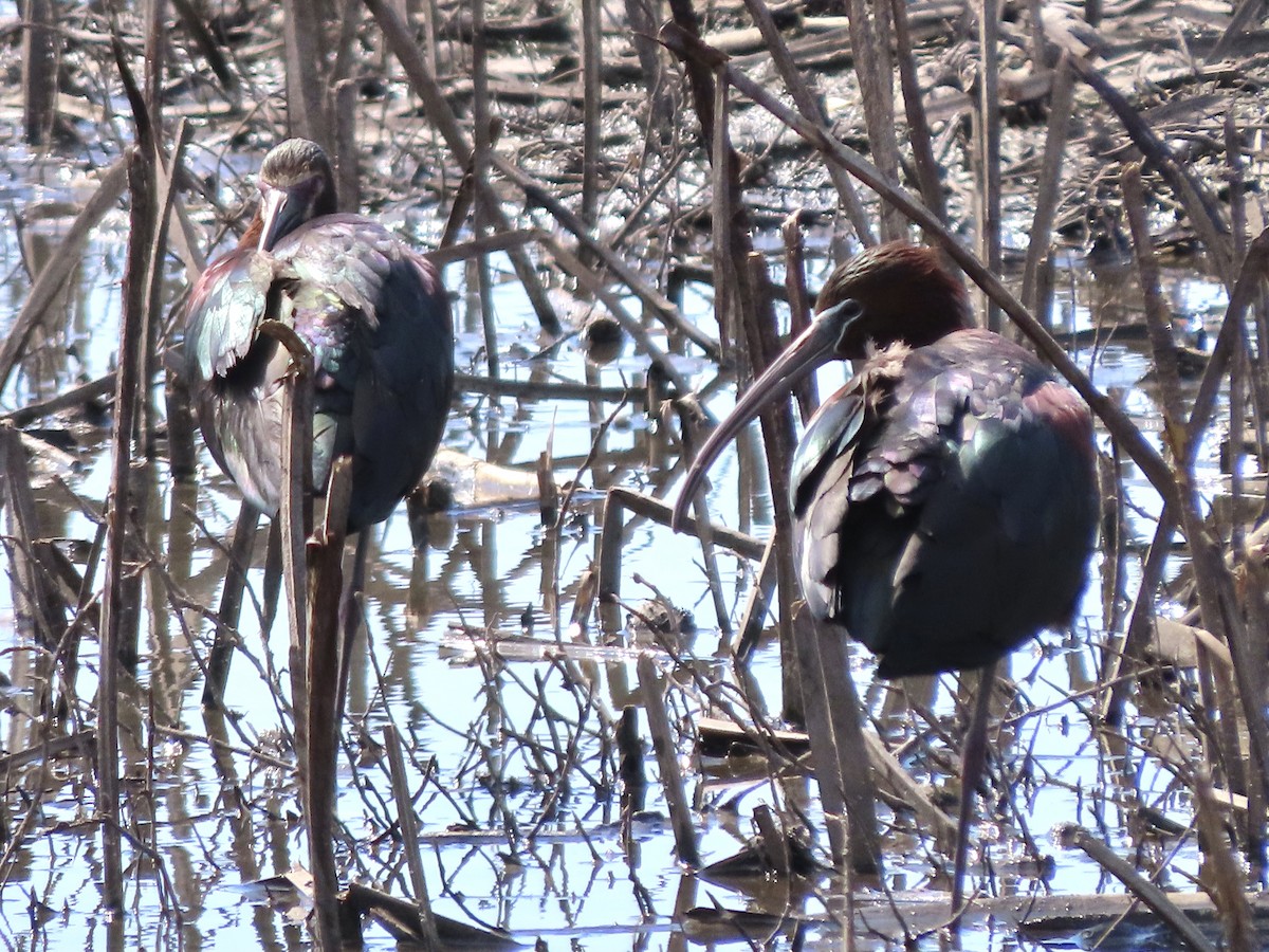 Glossy Ibis - ML334410281